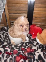 Maisie 2, a female Poodle - Toy  for sale in Sherman, TX – Photo 2 of 4