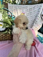 Trixie R, a female Poodle - Toy  for sale in Sherman, TX – 3 of 5