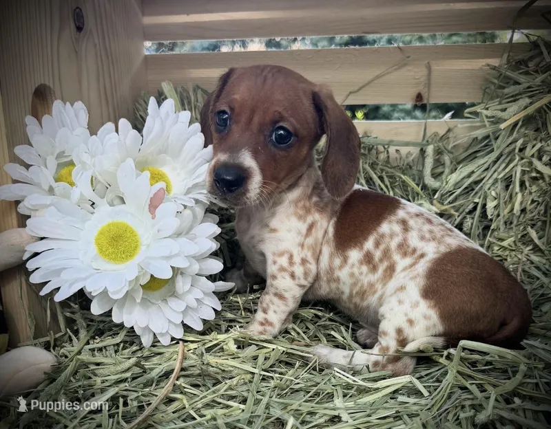 Bella – Miniature Dachshund puppy for sale in Sherman, TX