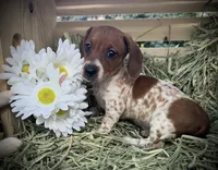 Bella, a female Miniature Dachshund for sale in Sherman, TX – Photo 1 of 4