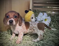 Bella, a female Miniature Dachshund for sale in Sherman, TX – Photo 3 of 4