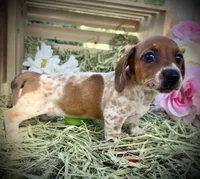 Bella, a female Miniature Dachshund for sale in Sherman, TX – Photo 2 of 4