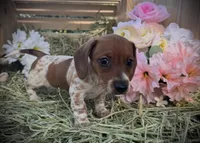 Bella, a female Miniature Dachshund for sale in Sherman, TX – Photo 4 of 4