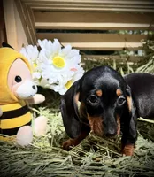 Dixie, a female Miniature Dachshund for sale in Sherman, TX – Photo 2 of 4