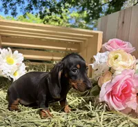Dixie, a female Miniature Dachshund for sale in Sherman, TX – Photo 1 of 4