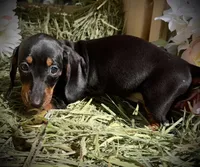 Dixie, a female Miniature Dachshund for sale in Sherman, TX – Photo 3 of 4