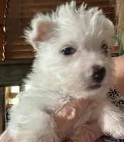 Sugar, a female West Highland White Terrier for sale in Sherman, TX – 3 of 3