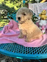 Trixie L, a female Poodle - Toy  for sale in Sherman, TX – 2 of 5