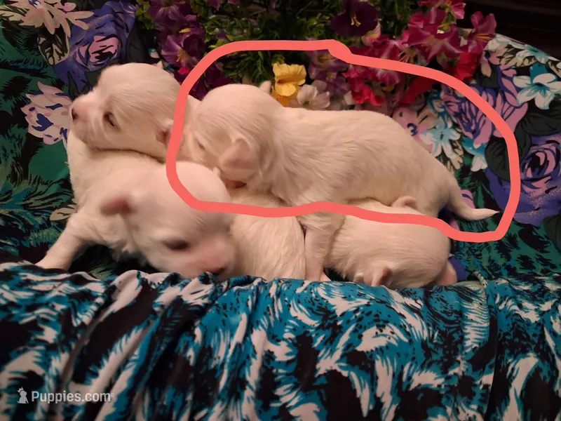 Maltese boy  – Maltese puppy for sale in Sun City, AZ