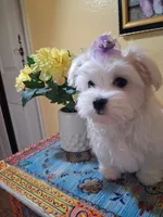 Casper, a male Maltese for sale in Sun City, AZ – 2 of 4