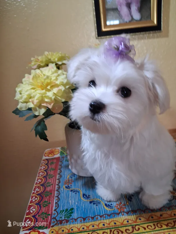 Casper – Maltese puppy for sale in Sun City, AZ