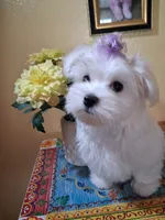Casper, a male Maltese for sale in Sun City, AZ – 1 of 4