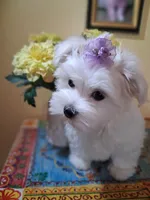Casper, a male Maltese for sale in Sun City, AZ – 3 of 4