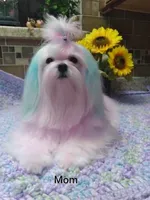 Maltese boy, a male Maltese for sale in Sun City, AZ – 2 of 4