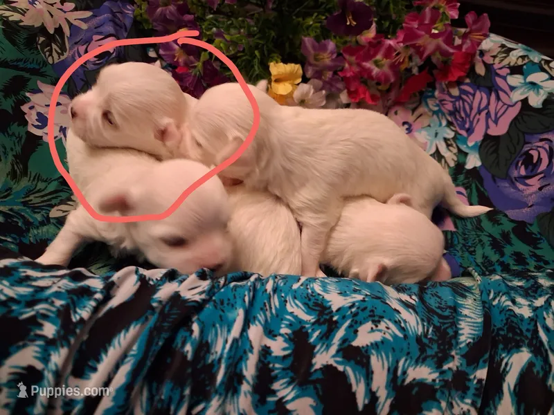 Maltese boy – Maltese puppy for sale in Sun City, AZ