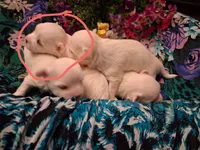 Maltese boy, a male Maltese for sale in Sun City, AZ – 1 of 4