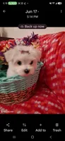 Maltese boy, a male Maltese for sale in Sun City, AZ – 3 of 4