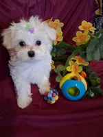 Maltese boy, a male Maltese for sale in Sun City, AZ – 4 of 4