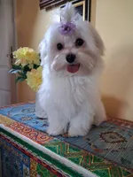 Rudy, a male Maltese for sale in Sun City, AZ – 2 of 6