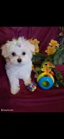Maltese boy, a male Maltese for sale in Sun City, AZ – 4 of 4