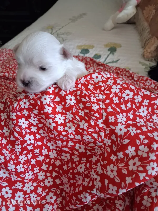 Maltese boy – Maltese puppy for sale in Sun City, AZ