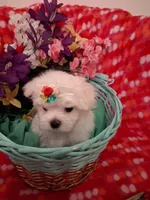 Maltese boy, a male Maltese for sale in Sun City, AZ – Photo 3 of 3