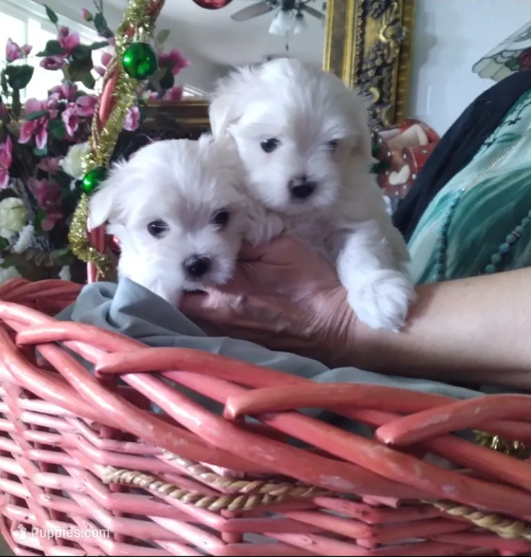 Maltese boys