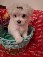 Maltese boy, a male Maltese for sale in Sun City, AZ – Photo 1 of 3
