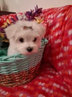 Maltese boy, a male Maltese for sale in Sun City, AZ – Photo 2 of 3