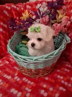 Maltese boy, a male Maltese for sale in Sun City, AZ – 2 of 2
