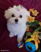 Maltese boy, a male Maltese for sale in Sun City, AZ – 2 of 4