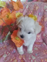 Maltese boy, a male Maltese for sale in Sun City, AZ – 1 of 2