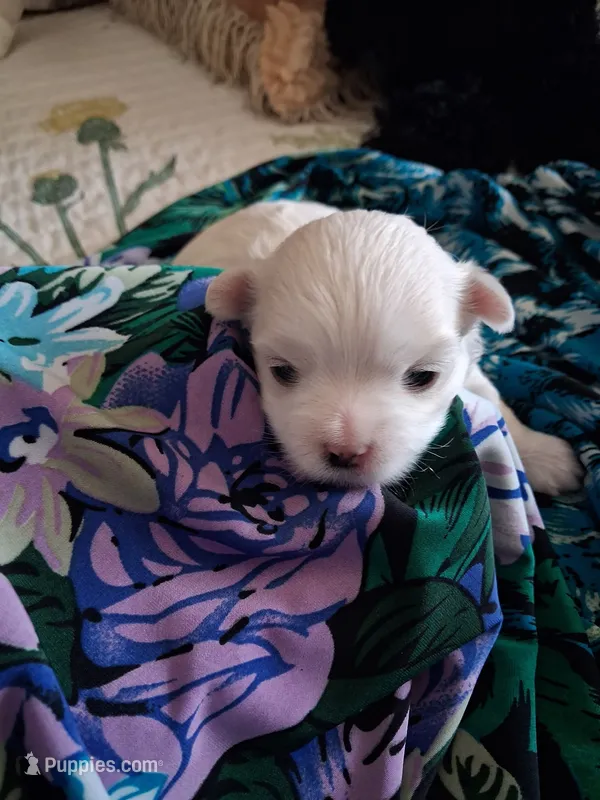 Casper – Maltese puppy for sale in Sun City, AZ