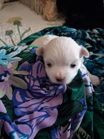 Casper, a male Maltese for sale in Sun City, AZ – 1 of 1