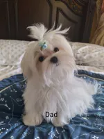Maltese boy , a male Maltese for sale in Sun City, AZ – 3 of 4