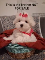 Maltese boy, a male Maltese for sale in Sun City, AZ – 3 of 4
