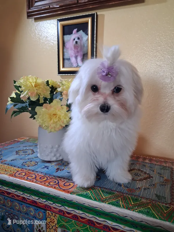 Rudy – Maltese puppy for sale in Sun City, AZ