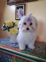 Rudy, a male Maltese for sale in Sun City, AZ – 1 of 6