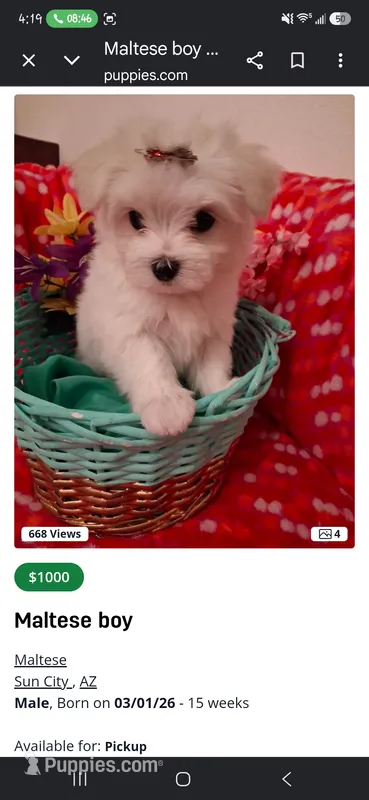Maltese boy – Maltese puppy for sale in Sun City, AZ