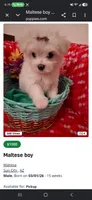 Maltese boy, a male Maltese for sale in Sun City, AZ – 1 of 4