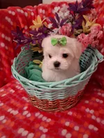 Maltese boy, a male Maltese for sale in Sun City, AZ – Photo 1 of 3