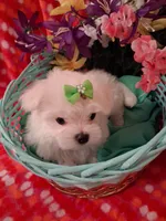 Maltese boy, a male Maltese for sale in Sun City, AZ – Photo 3 of 3