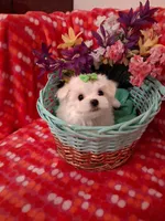 Maltese boy, a male Maltese for sale in Sun City, AZ – Photo 2 of 3