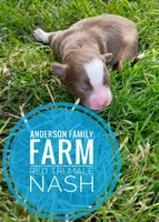 Nash, a male Miniature Australian Shepherd for sale in Kettle Falls, WA – 1 of 3