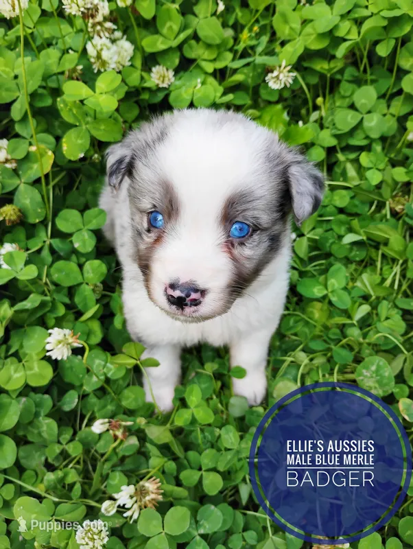 Badger  – Miniature Australian Shepherd puppy for sale in Kettle Falls, WA