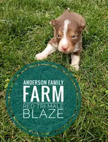 Blaze, a male Miniature Australian Shepherd for sale in Kettle Falls, WA – 3 of 7