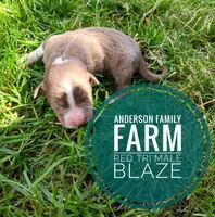 Blaze, a male Miniature Australian Shepherd for sale in Kettle Falls, WA – 3 of 3