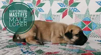 Loper, a male English Mastiff for sale in Kettle Falls, WA – 2 of 9