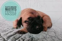 Maggie , a female English Mastiff for sale in Kettle Falls, WA – 6 of 8