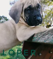 Loper, a male English Mastiff for sale in Kettle Falls, WA – 2 of 10
